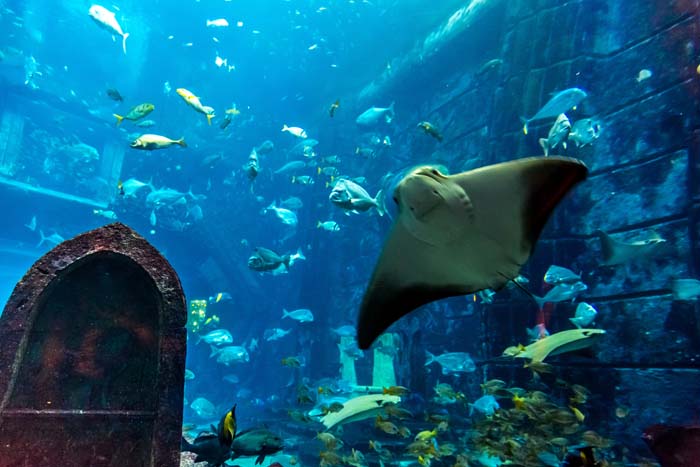 Aquarium and Underwater Zoo at the Dubai Mall