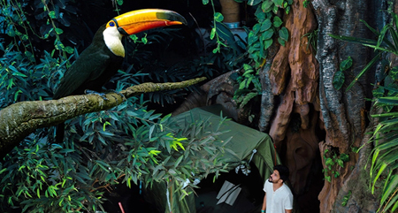 Rainforest & Nature Attractions