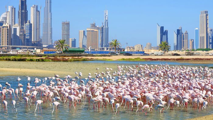 things-to-do-dubai-g14